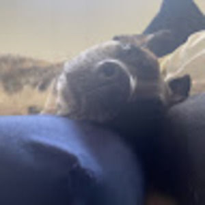 Meet your Posher, Liam